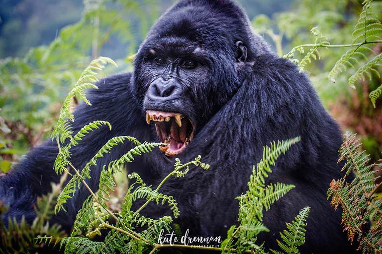 Gorilla Trek in Bwindi National Park, Uganda